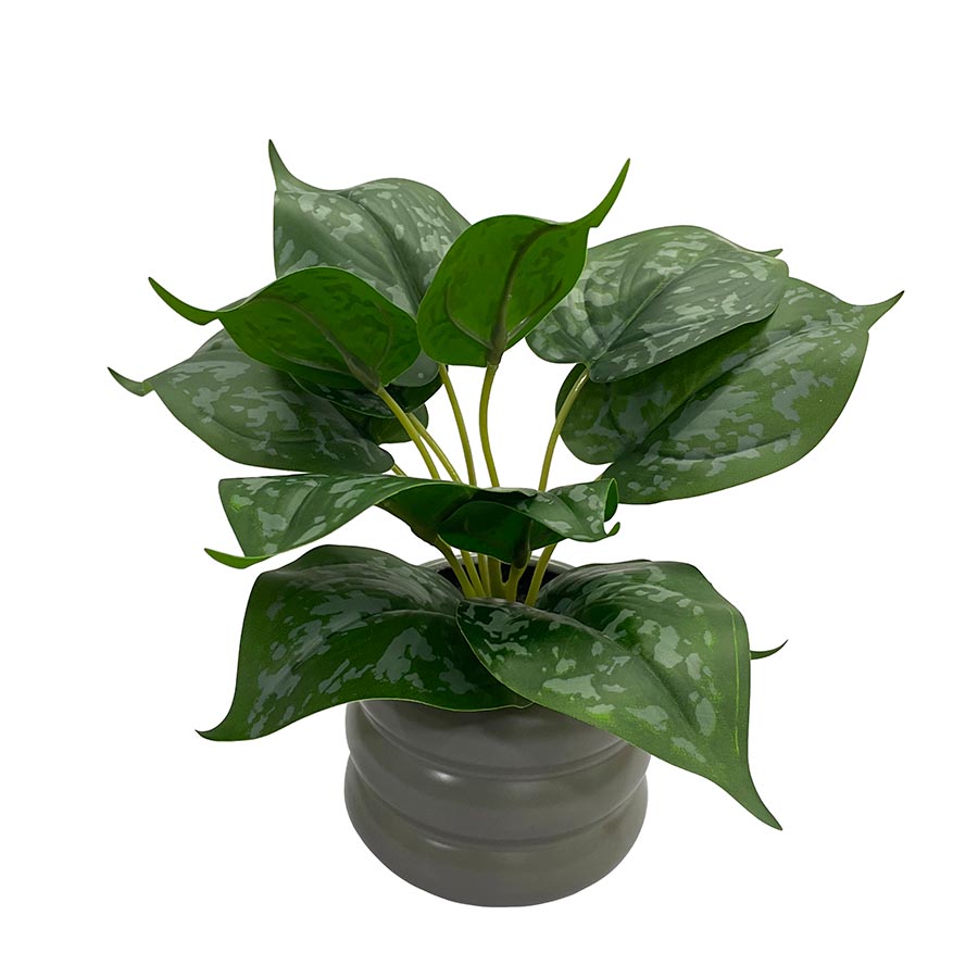 Planta vitis decorativa con macetero