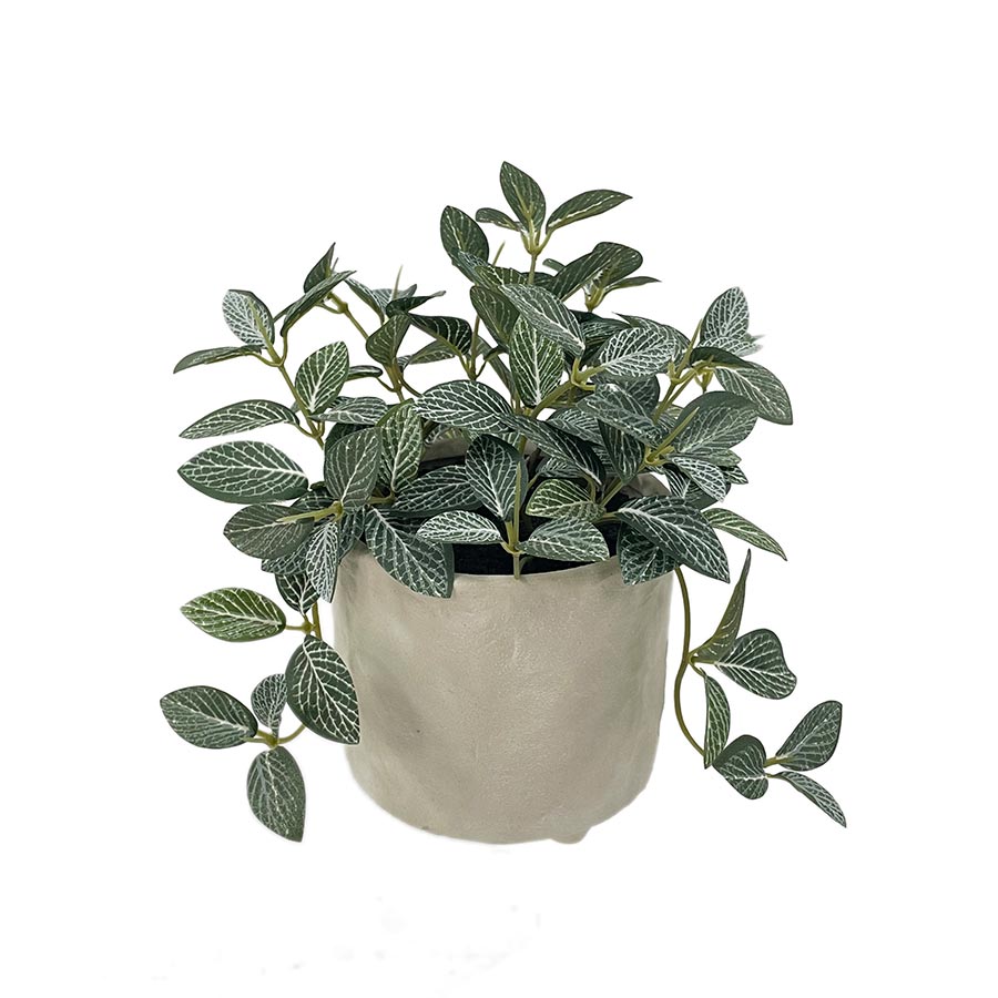 Planta Fittonia I