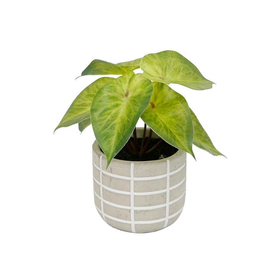 Planta Singonio  decorativa con macetero blanco