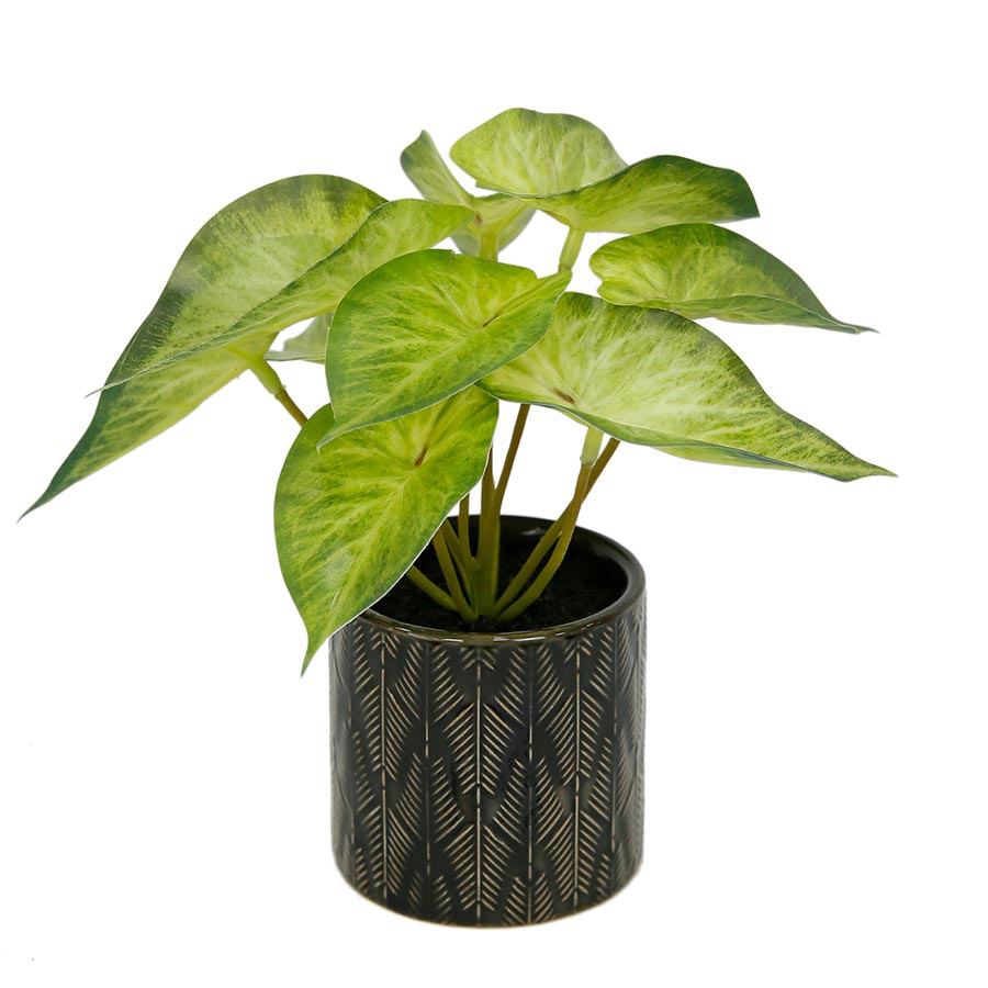 Planta singonio decorativa con macetero negro