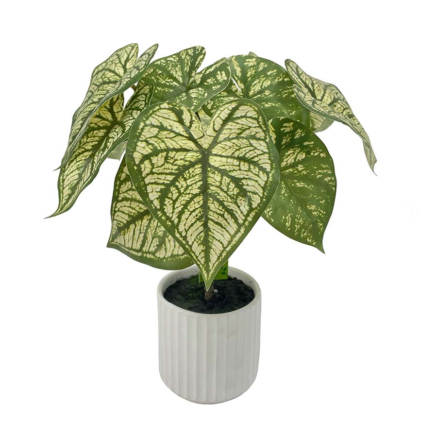 Planta alocacia decorativa con macetero blanco